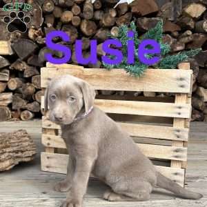 Susie, Silver Labrador Retriever Puppy